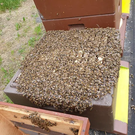 Kranichnest Apartman *
